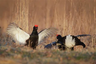 Kommentar zum Birkhuhn-Schutz: Seltener Vogel gehört ins Erzgebirge - Balzrituale, wie hier in Weißrussland aufgenommen, sind im Erzgebirge selten geworden.