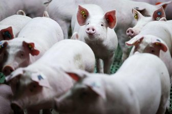 Kommentar zum geplanten Tierwohl-Label: Gelungener Ansatz mit Lücken - 