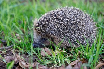Kommentar zum Thema Igelrettung: Das Nachtfahrverbot für Mähroboter ist wichtig und richtig - Dieser Igel ist gesund und mittlerweile ein recht seltener Anblick, denn die Stacheltiere brauchen Hilfe.