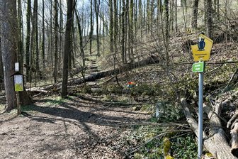 Kommentar zum Wald-Chaos in Lichtenwalde: Vertrauen in den Rechtsstaat ist in Gefahr - Nach Baumfällarbeiten im Schutzgebiet von Lichtenwalde liegen Bäume über den Wegen.