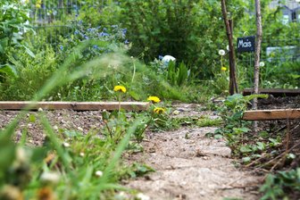 Kommentar zum Zwickauer Gemeinschaftsgarten: So idyllisch können Bürgerbeteiligung und Nachhaltigkeit sein - Der Bürgergarten an der Bachstraße ist ein gutes Beispiel für Bürgerbeteiligung, findet Autorin Elisa Leimert.