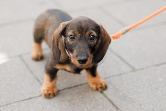 Kommentar zur Erhöhung der Hundesteuer in Crimmitschau: Wo bleibt der Protest? - Des Menschen bester Freund – und der von den Kommunen: Auch in Crimmitschau steigt die Hundesteuer.
