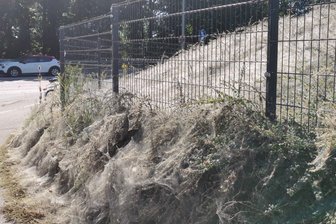 Komplett eingesponnene Hecken in Chemnitz: Eklig, aber auch gefährlich? - Laut der ansässigen Firma war hier an der Kalkstraße die Gespinstmotte am Werk.