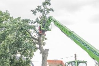 Kompromiss zu Baumfällung gefunden - Der Ahornbaum wird gefällt, um den Transport der Windkraftanlagen zu ermöglichen.