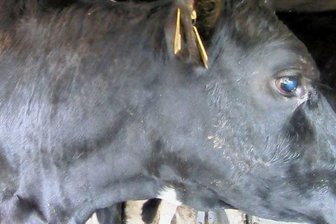 Kontrolle auf Autobahnen: Polizei stoppt Tiertransporte - Auf diesem Transporter ging es eng zu. Die Widerristhöhe war nicht gewährleistet. Dadurch bestand die Gefahr, dass sich die Tiere verletzen und Schmerzen erleiden.