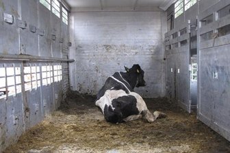 Kontrollen an der A4: Gravierende Verstöße bei Tiertransporten festgestellt -