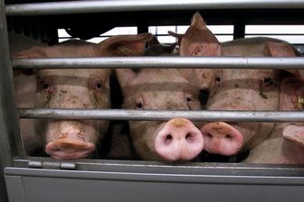Kontrollen auf A 4 bei Chemnitz: Polizei stellt Verstöße bei Tiertransporten fest - Tiertransporte waren bei der Kontrolle im Fokus.