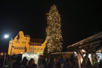 Kopf-an-Kopf-Rennen um höchsten Weihnachtsbaum im Vogtland - Der Weihnachtsbaum von Schöneck ist eine Fichte. Sie ist 101 Jahre alt, so alt wie auch das Rathaus in Schöneck.