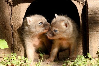 Korsak im Chemnitzer Tierpark mit Nachwuchs - Bereits Anfang April kam der Korsak-Nachwuchs im Tierpark Chemnitz zur Welt, nun zeigen sie sich auch den Besuchern. (Handout)