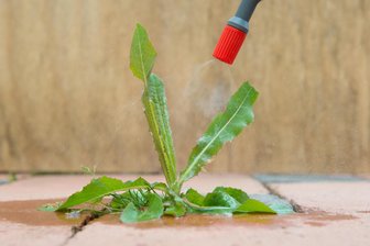 Kostenexplosion bei der Pflege von Grünanlagen: Plauen denkt über Rückkehr des umstrittenen Unkrautvernichters Glyphosat nach - Kurz mit Glyphosat besprüht – schon welkt das Unkraut. Doch das Gift ist umstritten.