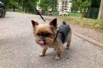 Kot und Köder: Mülsener Hundehalter zwischen Wut und Verständnis - Der Yorkshire Terrier Nacho: Er schnüffelt und leckt gern alles an.