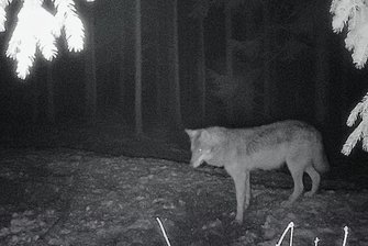 Kotprobe beweist: Südlich von Zwickau gesichteter Wolf ist eine Wölfin - Dem Jäger Swen Brandt ist die Wölfin am 26. Dezember vorigen Jahres südlich von Crinitzberg im Raum Steinberg in die Fotofalle getappt. 