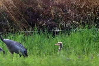 Kraniche brüten nun im Tal der Mulde - Beide Altkraniche zusammen mit den Jungvögeln auf einer Nahrungsfläche in der Nähe des Brutplatzes in Penig. Bis zum Beginn der nächsten Brutsaison bleibt die Familie zusammen, auch im Winterquartier.