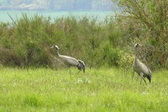 Kraniche im Vogtland entdeckt - Kraniche bei Plauen entdeckt