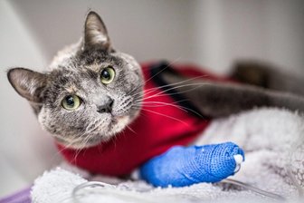 Kranke Haustiere in Chemnitz: Das ändert sich jetzt beim Tierarzt-Notdienst - Wer mit seinem Liebling nach Schließung der Praxen, an Wochenenden oder Feiertagen dringend zum Tierarzt muss, sollte sich ab kommender Woche auf ein neues Notdienst-System einstellen.