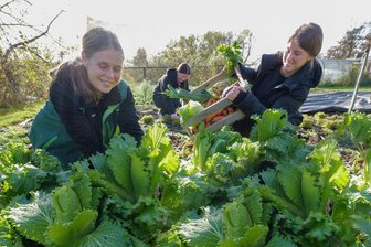 Kraut, Kultparty und Hunderte von Kerzen: Das ist am Wochenende im Vogtland los - Riesenandrang herrscht immer zum Krautfest im Plauener Pfaffengut. Beate Groh, Josephine Heidenreich und Annabel Wetzel (von links) bereiten es mit vor.