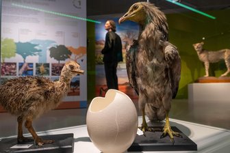 Kreativwerkstatt „Atelier Africa“ im Chemnitzer Archäologiemuseum öffnet - 