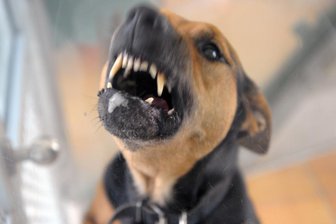 Kreis Zwickau: Deutliche Zunahme von Hundeattacken auf Menschen und Tiere -