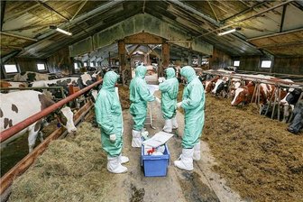 Kreisbehörde kontrolliert Vogtland-Kreisrätin: Rauchen Landrat Hennig und Landwirtin Tröger in Kürze die Friedenspfeife? - Das Foto entstand nicht in der von Manja Tröger geführten Milchviehanlage in Hartmannsgrün. Es zeigt Mitarbeiter des Lebensmittelüberwachungs- und Veterinäramtes aus dem Erzgebirgskreis bei einem Einsatz.