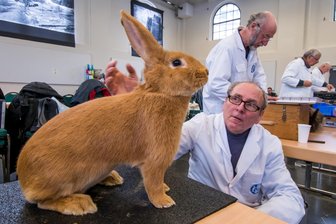 Kreisschau der Kaninchenzüchter: Mehr als 300 Tiere im Saigerhüttenareal Olbernhau zu sehen - 