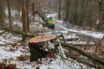 Kreisstraße Heinrichsort – Marienau ab sofort gesperrt - Für die Baufeld-Beräumung müssen aktuell zahlreiche Bäume entlang der Kreisstraße weichen.