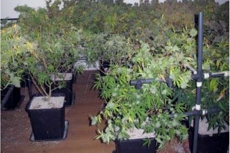 Kriminalpolizei stellt Cannabis-Plantage in Wohnung sicher - Im Stadtteil Hilbersdorf stießen Polizisten auf eine Indoor-Plantage mit mehr als 30 Cannabispflanzen.