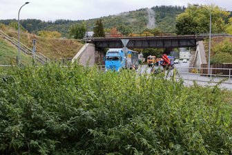 Kritik am Anblick des Viadukts in Schwarzenberg hält sich hartnäckig: So reagiert der Oberbürgermeister - Was aussieht wie eine Brennnesselplantage, ist der Wildwuchs im Kreisverkehr am Viadukt.