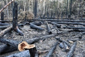 Kritik am Gutachten zu Bränden in Sächsischen Schweiz: Totholz als Brandfaktor zu wenig beachtet - Verkohlte Stämme nach den wochenlangen Bränden in der Sächsischen Schweiz. Die Rolle des Totholzes wird kontrovers diskutiert.