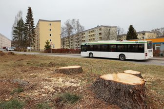 Kritik an Baumfällungen im Erzgebirge: „Wir stehen da wie Deppen“, kritisiert ein Stadtrat aus Schwarzenberg - An der Wendeschleife in Heide sind Bäume gefällt worden.