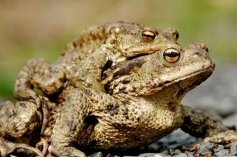 Kröten auf Wanderschaft: Naturschützer bauen Zäune - Ein Erdkrötenpärchen auf Wanderschaft.