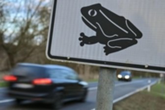 Krötenwanderung in Chemnitz: Stadt stellt an 27 Schwerpunkten Warnschilder auf - „Achtung Amphibienwanderung“: An den ausgeschilderten Abschnitten sollen Autofahrer höchstens 30 km/h fahren.