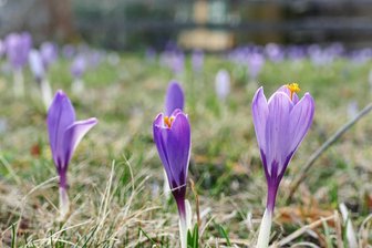 Krokusblüte hat in Schlößchen bereits begonnen - Mitte der Woche waren in Schlößchen die ersten Krokusse zu bestaunen.