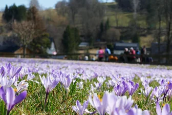 Krokusblüte lockt etwa 5000 Besucher nach Drebach - An einigen Stellen bilden die Krokusse zum Staunen der vielen Besucher einen wahren Teppich aus Blüten.