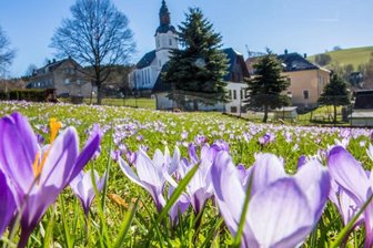 Krokusschleife gibt die Richtung vor - Die Krokusblüte in Drebach in einem der Vorjahre. Heuer dämpft die Gemeinde die Erwartungen. Stand Donnerstag waren abhängig vom Standort rund 60 Prozent der Krokusse aufgeblüht. 