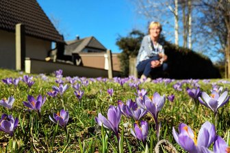 Krokuswiesen in Schlößchen entfalten ihre Pracht - Auf mehreren Wiesen in Schlößchen entfalteten die Krokusse schon Mitte dieser Woche ihre Pracht.