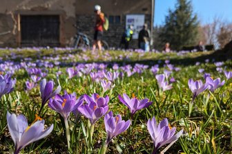 Krokuswiesen in Schlößchen sorgen für Rekord - Mit dem Auto, zu Fuß oder per Fahrrad: Weit mehr als 1000 Besucher kamen am Wochenende nach Schlößchen, um die Krokusse blühen zu sehen.