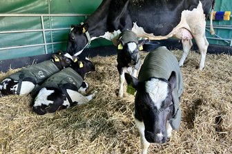 Ku(h)riose Aktion: Sächsin rettet Muttertier und ihre vier Kälber - Nach der Rettung: Mama Aurelia mitsamt ihren Kindern Arabella, Cardinal, Edward und Mandarina.