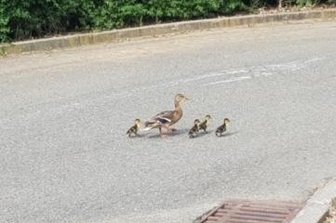 Küken gerettet - Die Entenfamilie - nach der Rettung aus dem Gullydeckel glücklich wieder vereint und auf der Flucht vor dem Ort des Geschehens.