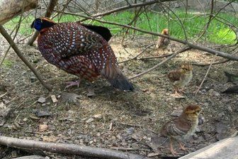 Küken unter Papas Fittichen im Auer Zoo - Die Tragopan-Küken mit Hahn Tonkin im Zoo der Minis in Aue.