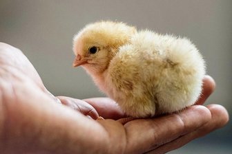 Kükentöten seit Januar verboten: Was passiert jetzt mit den Tieren? - Darf leben, auch wenn es ein Hähnchen ist. 