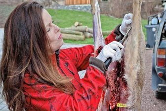 Künftige Jägerin zieht Reh Fell über die Ohren - Kristin Meiner ist inzwischen versiert darin, einem Reh das Fell abzuziehen. Das Zerlegen von Wild gehört jedoch nicht zum Ausbildungsprogramm eines angehenden Jägers.