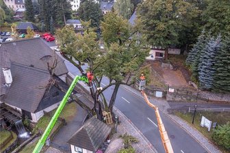 Künstler hauchen Frohnauer Hammerlinde Leben ein - Im September 2018 musste die mehrere hundert Jahre alte morsche Hammerlinde von Frohnau weichen.