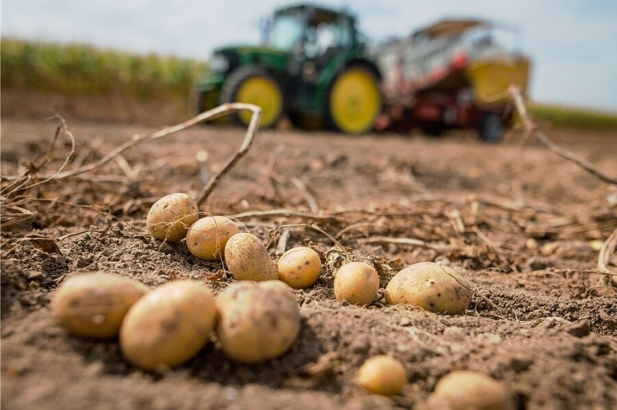 Kür der Kartoffel zur Giftpflanze des Jahres erzürnt Bauern im Vogtland - 
