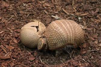 Kugelgürteltier-Nachwuchs im Chemnitzer Tierpark kann beim Wiegen beobachtet werden - Die Kugelgürteltiere im Tierpark Chemnitz haben Nachwuchs.