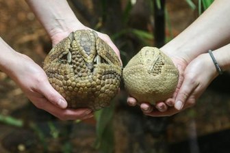 Kugelgürteltier-Nachwuchs im Chemnitzer Tierpark - 