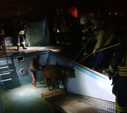 Kuh aus Pool gerettet -