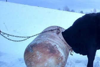 Kuh bleibt mit Kopf in Fass stecken - Nichts geht mehr: Die lettische Feuerwehr musste ran.