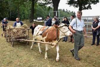 Kuh Elsa - der Star beim Bergfest in Markneukirchen - Kuh Elsa zog beim Bergfest den Leiterwagen mit den Getreidegarben zu einer historischen Dreschmaschine aus dem Jahr 1953. Dafür dressiert wurde sie von Sebastian Ziegenbein (rechts) und Danilo Körner (auf dem Wagen).