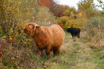 Kuhfladen für mehr Artenvielfalt: Wie schottische Hochlandrinder das Limbacher Teichgebiet bereichern - Zwei schottische Hochlandrinder leben seit September im Limbacher Teichgebiet.