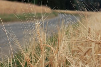 Kultur- und Heimatverein Kleinrückerswalde lädt zum Erntedankfest ein - In Kleinrückerswalde wird am Samstag Erntedankfest gefeiert.